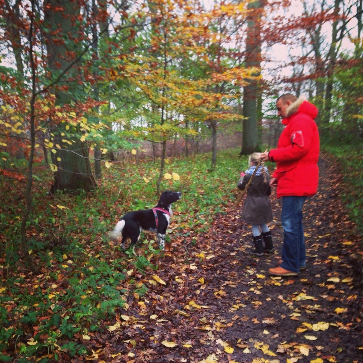 Engelsk springer spaniel Malthe  billede 22