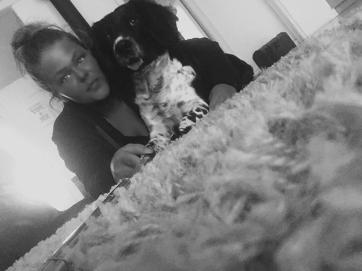 Engelsk springer spaniel Malthe  billede 24