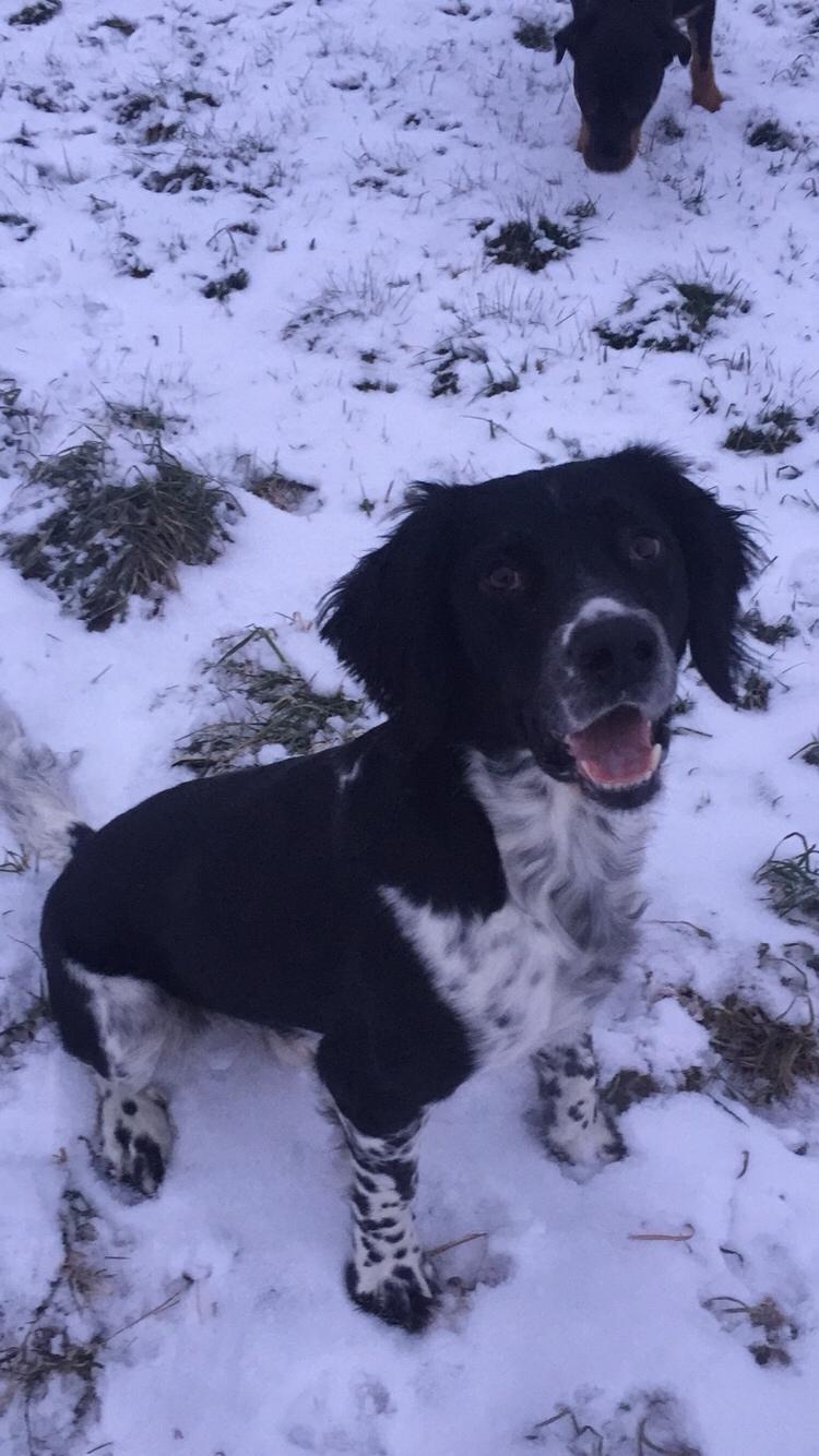 Engelsk springer spaniel Malthe  billede 26