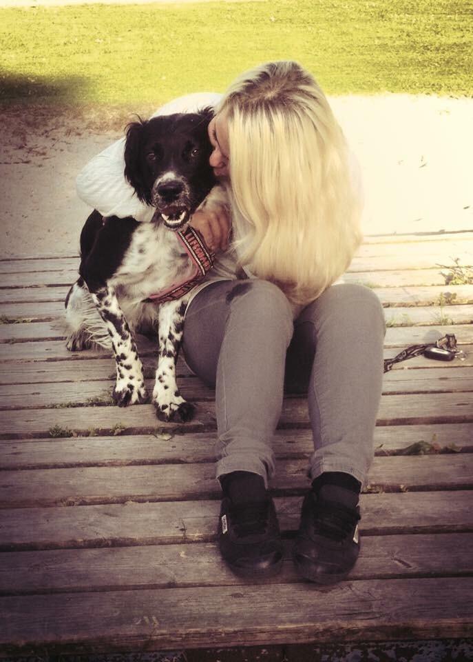 Engelsk springer spaniel Malthe  billede 30