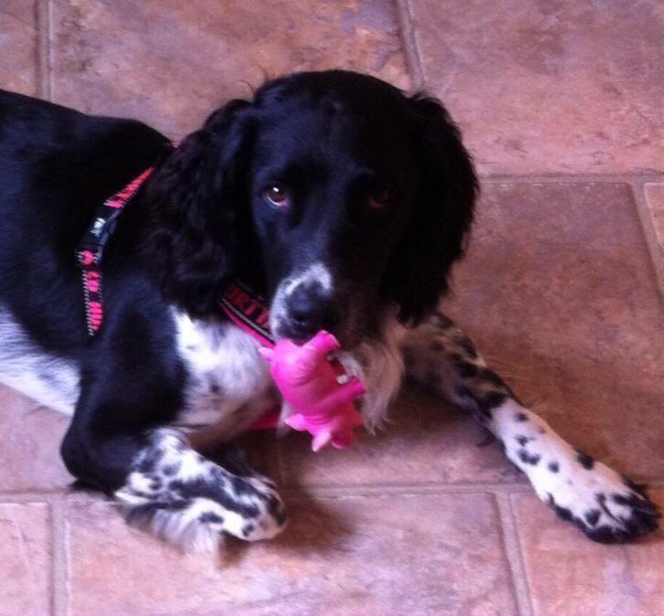 Engelsk springer spaniel Malthe  billede 31