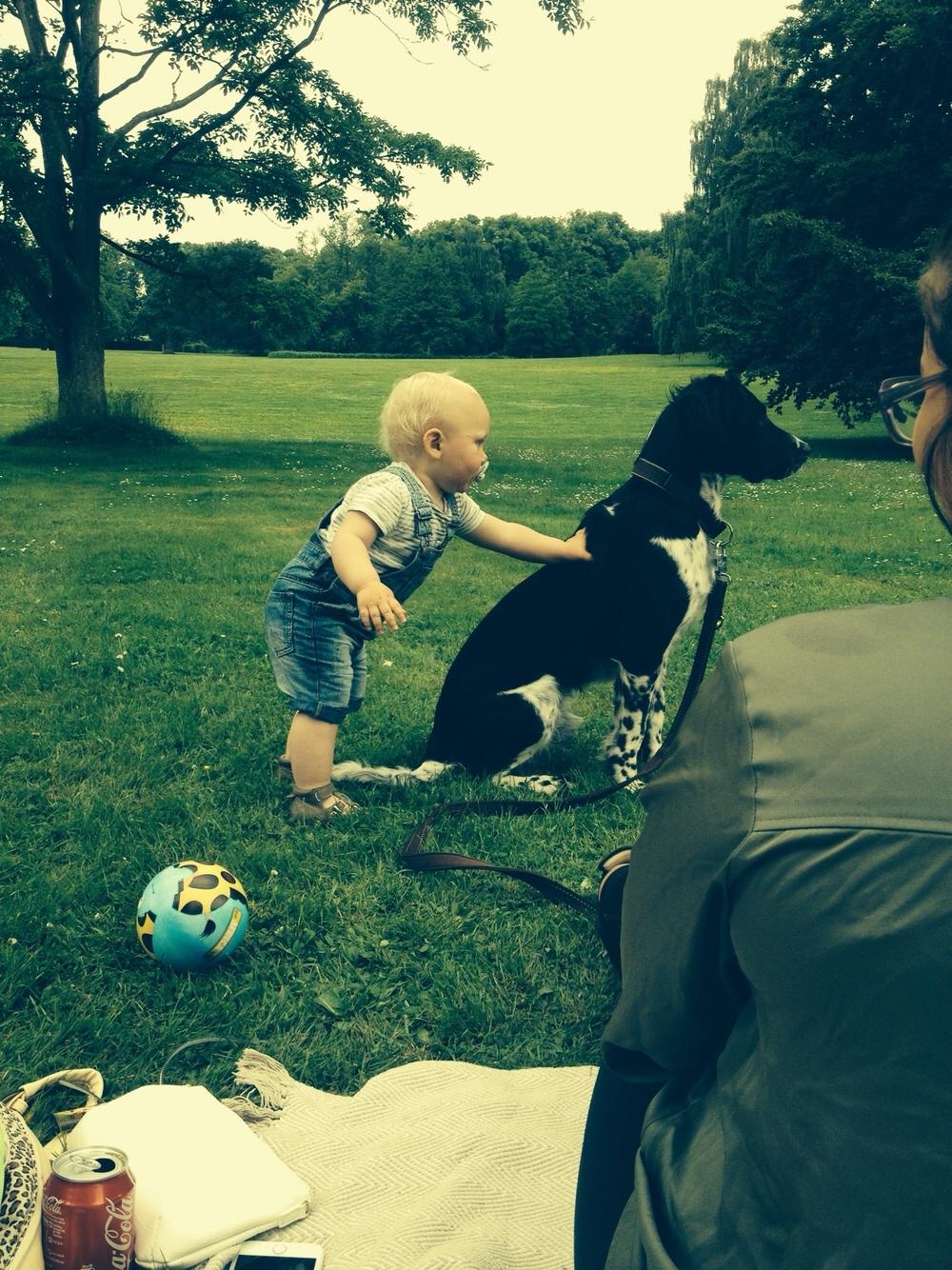 Engelsk springer spaniel Malthe  billede 29