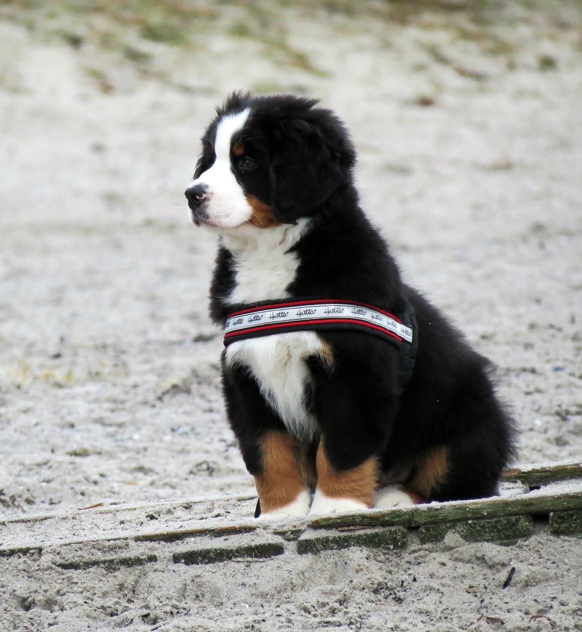 Berner sennenhund Lady Xiera's Teddy Bear (Leopold)  - Første strandtur billede 35