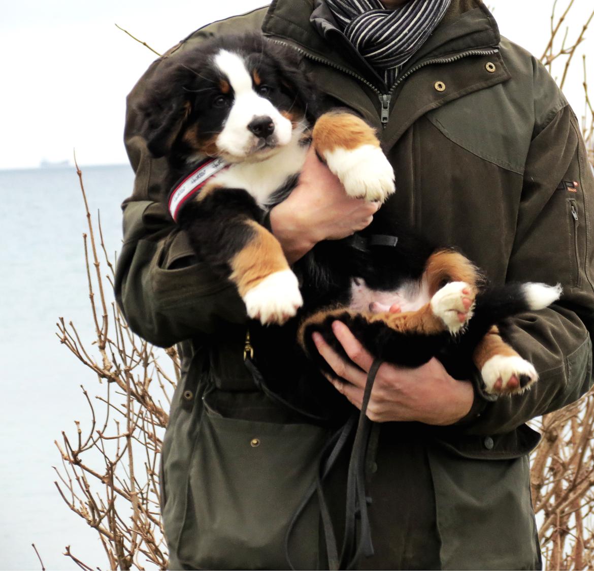 Berner sennenhund Lady Xiera's Teddy Bear (Leopold)  - Første gang på stranden  billede 37