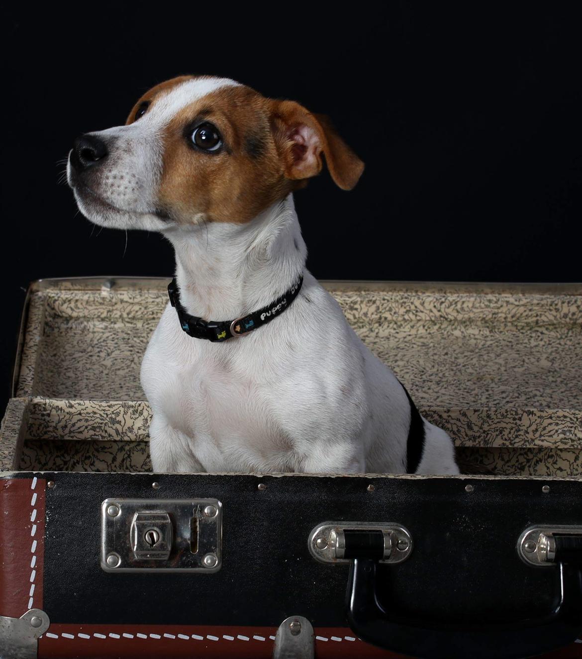 Jack russell terrier Conrad Markussen  billede 1