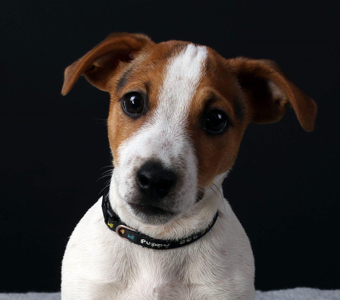 Jack russell terrier Conrad Markussen  billede 2