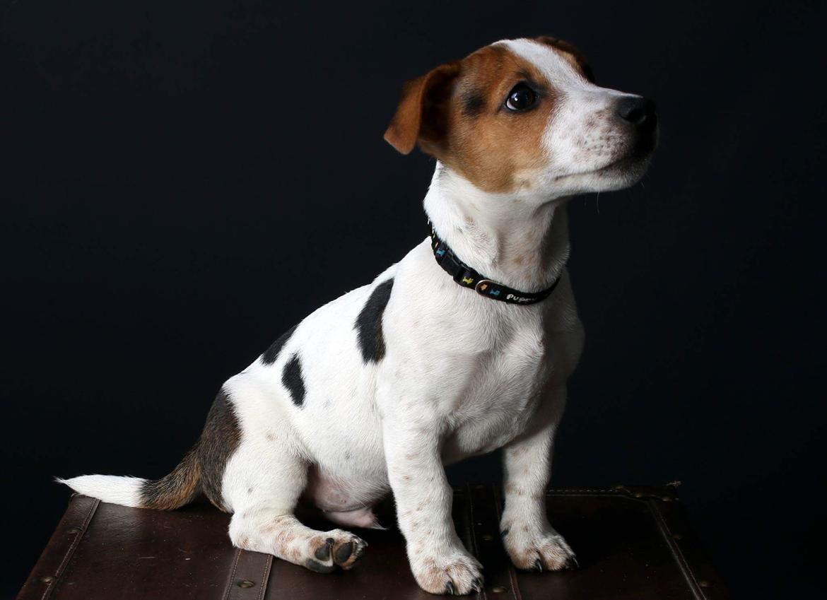Jack russell terrier Conrad Markussen  billede 3