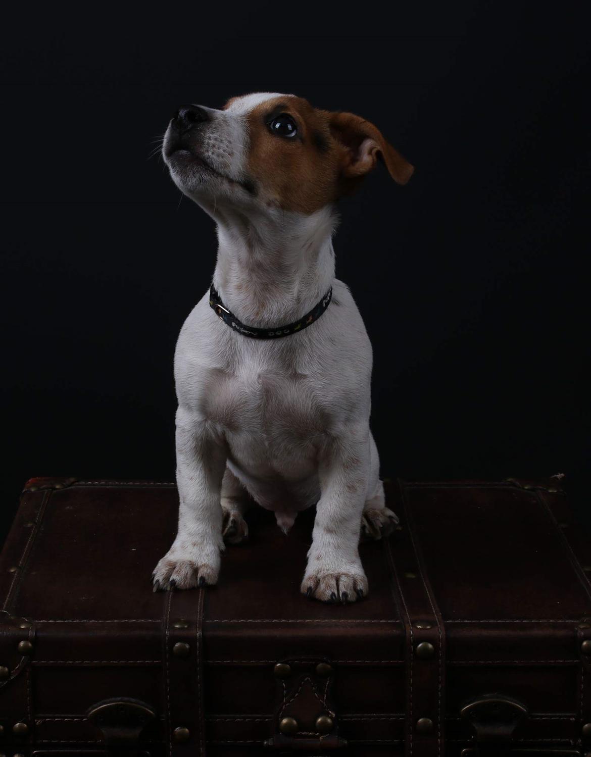 Jack russell terrier Conrad Markussen  billede 4