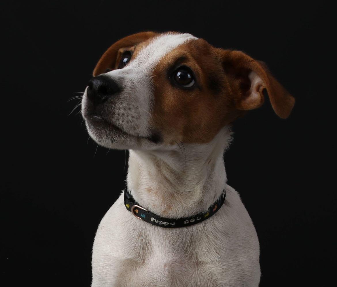 Jack russell terrier Conrad Markussen  billede 5