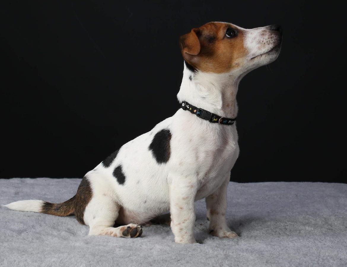 Jack russell terrier Conrad Markussen  billede 6