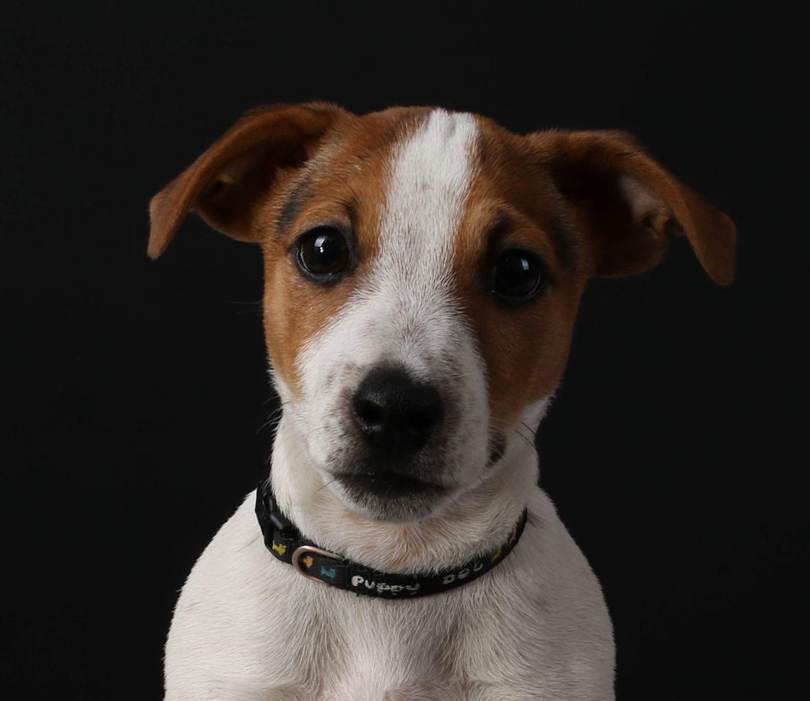 Jack russell terrier Conrad Markussen  billede 7