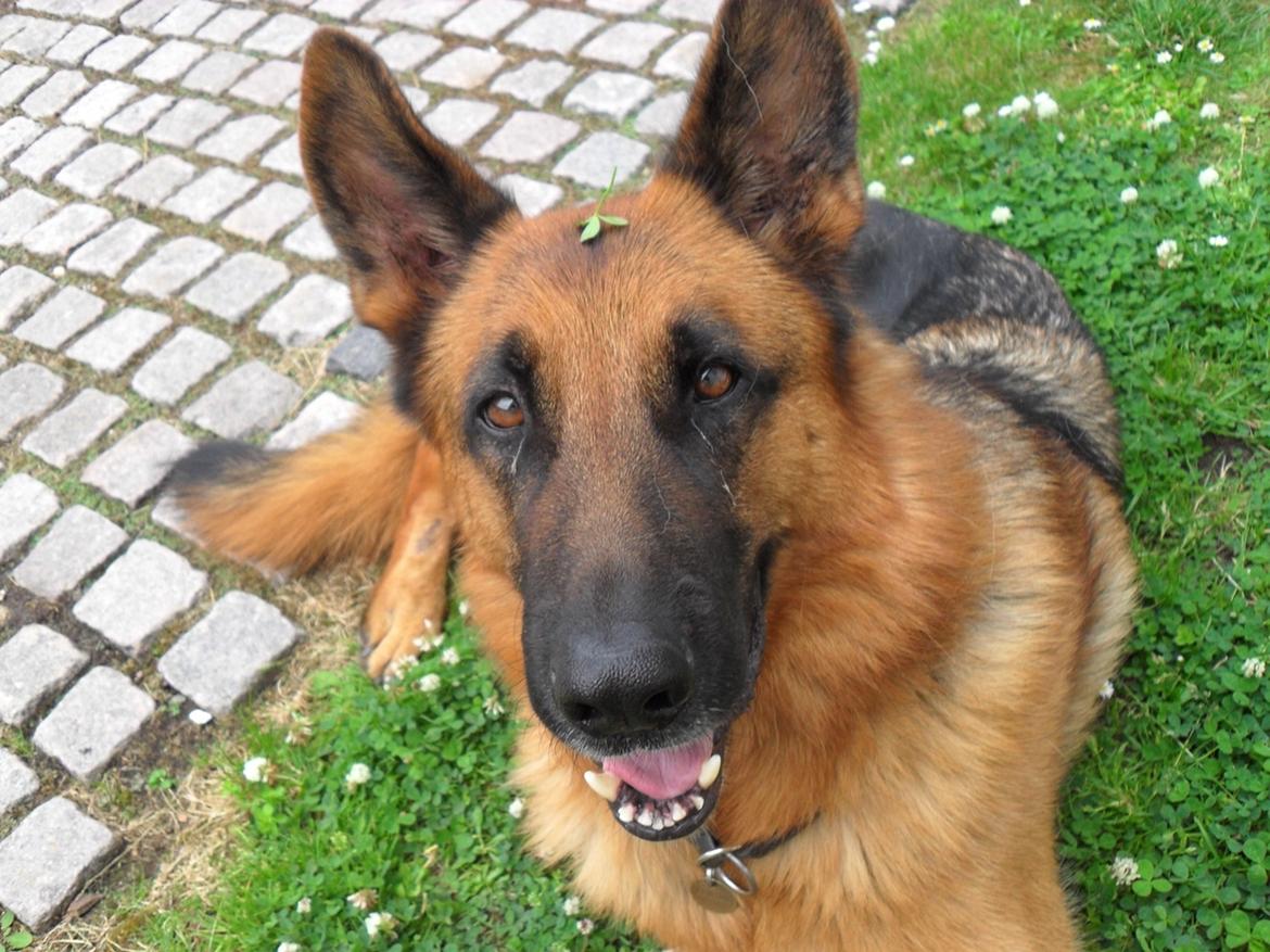 Schæferhund Clinton billede 1