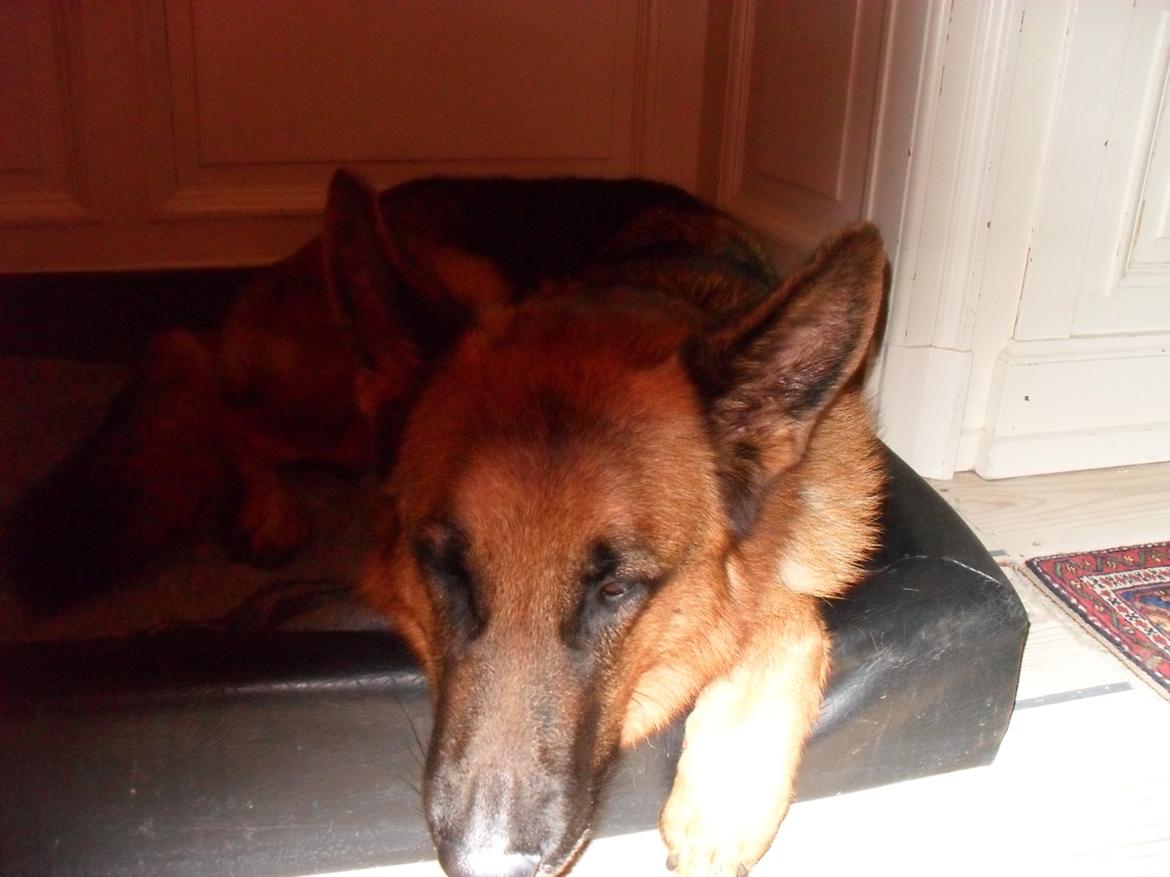 Schæferhund Clinton billede 3