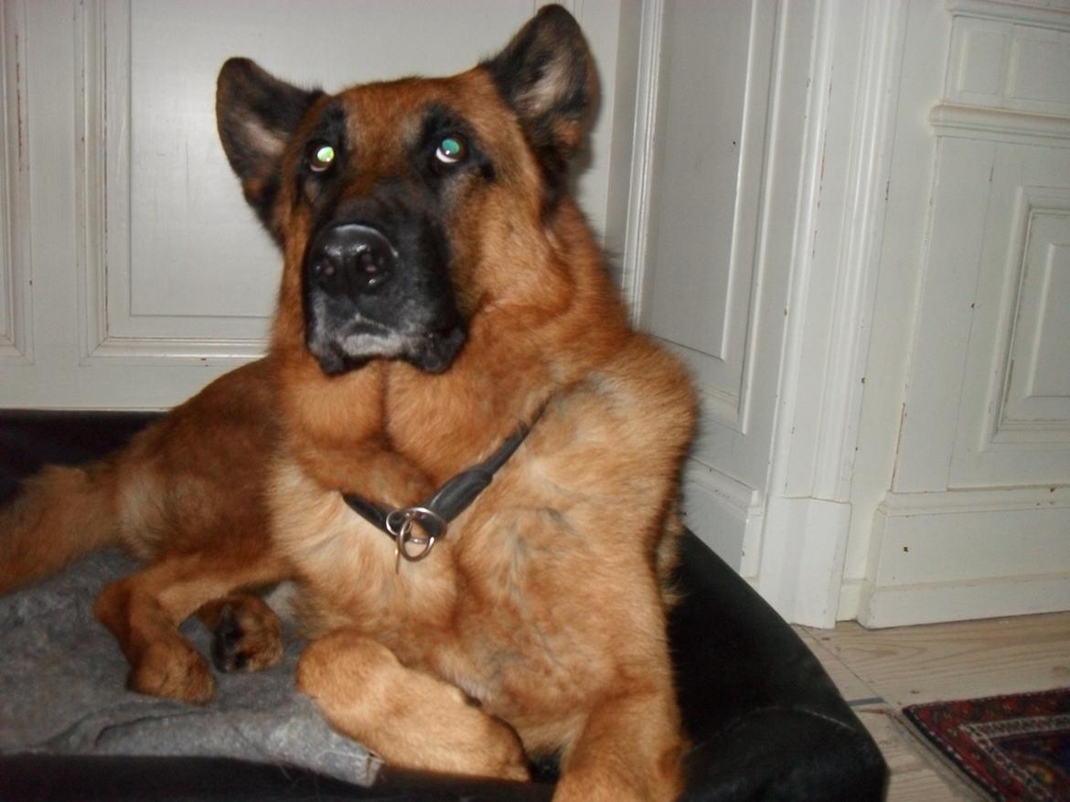 Schæferhund Clinton billede 4