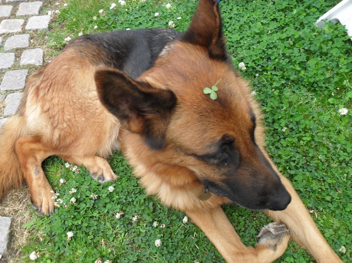 Schæferhund Clinton billede 2