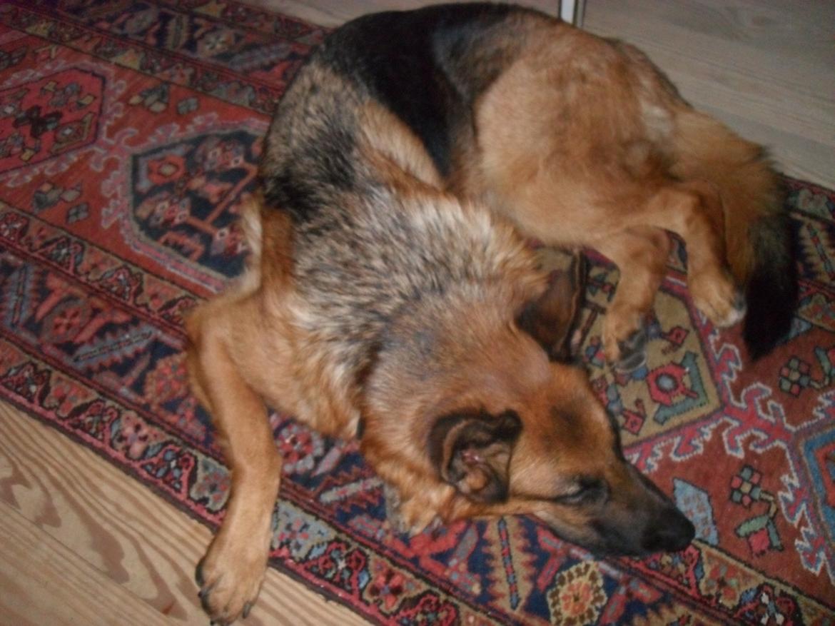 Schæferhund Clinton billede 5