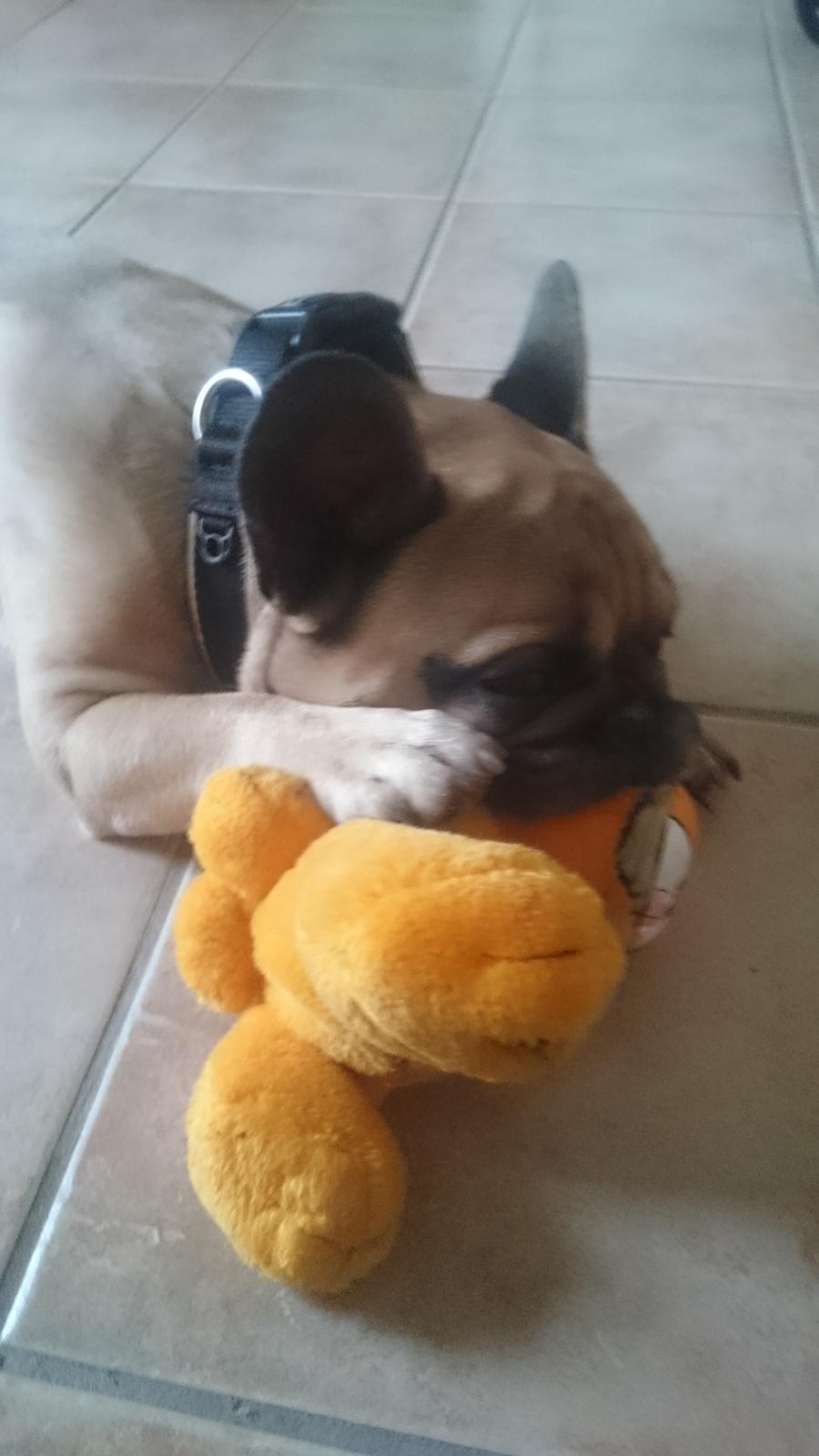 Fransk bulldog Arkim billede 1