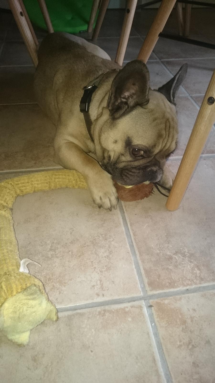 Fransk bulldog Arkim billede 2