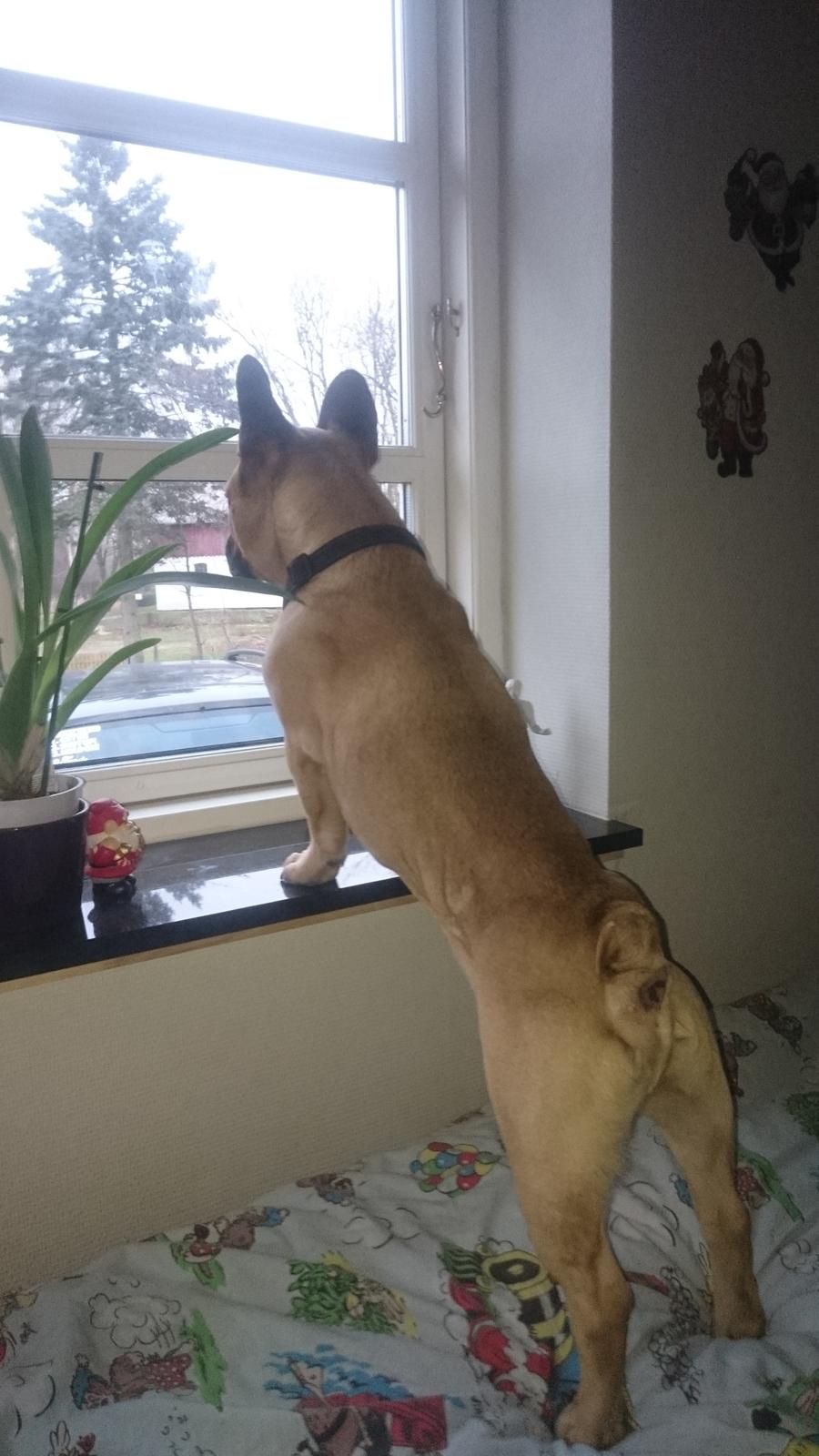 Fransk bulldog Arkim billede 4