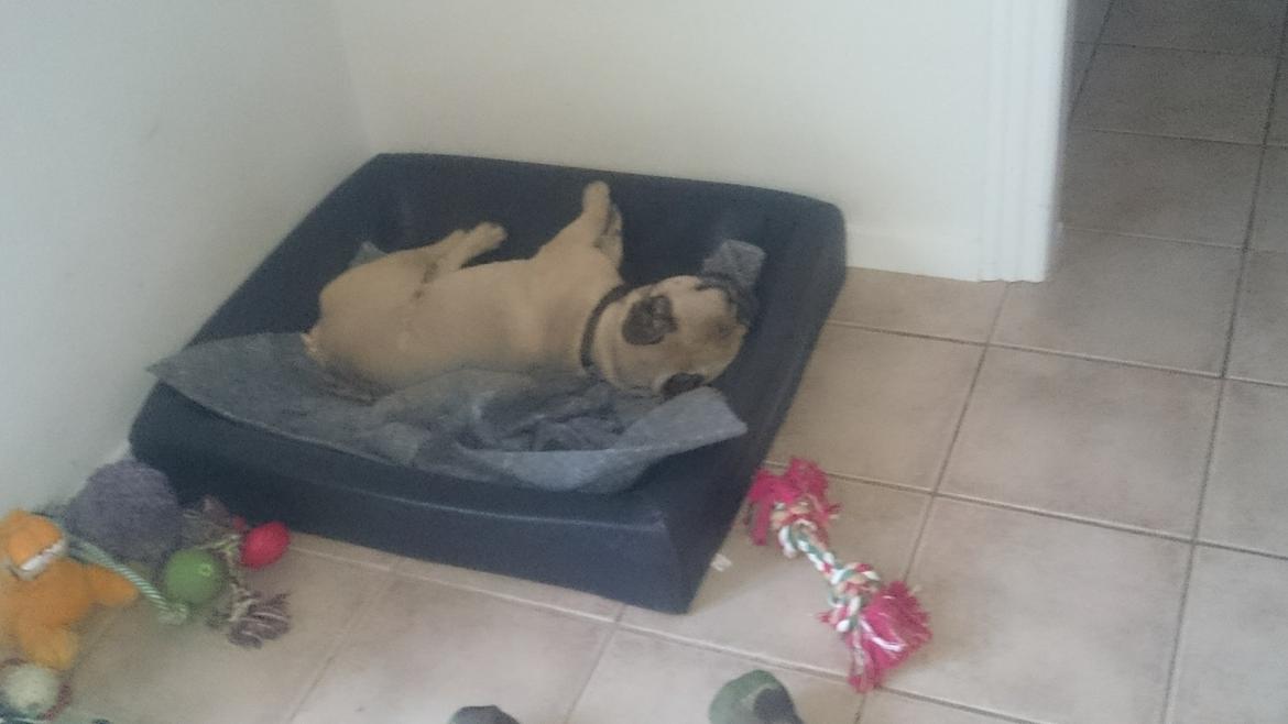 Fransk bulldog Arkim billede 3