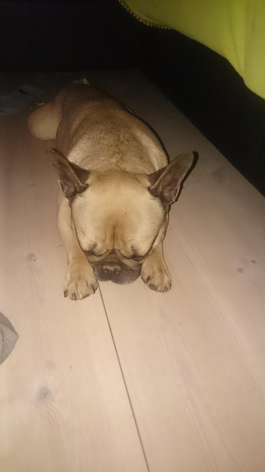 Fransk bulldog Arkim billede 6