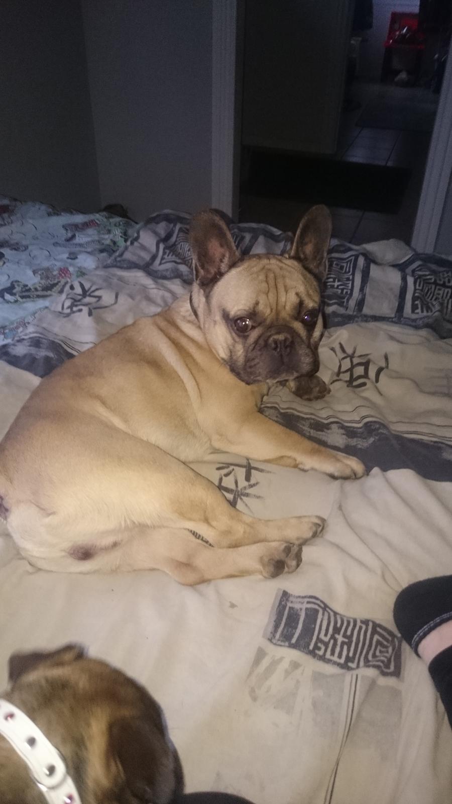 Fransk bulldog Arkim billede 5