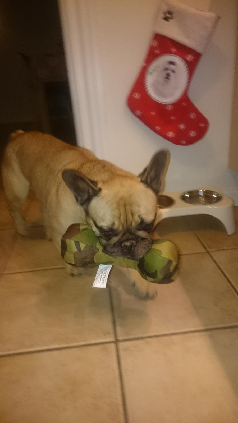 Fransk bulldog Arkim billede 8