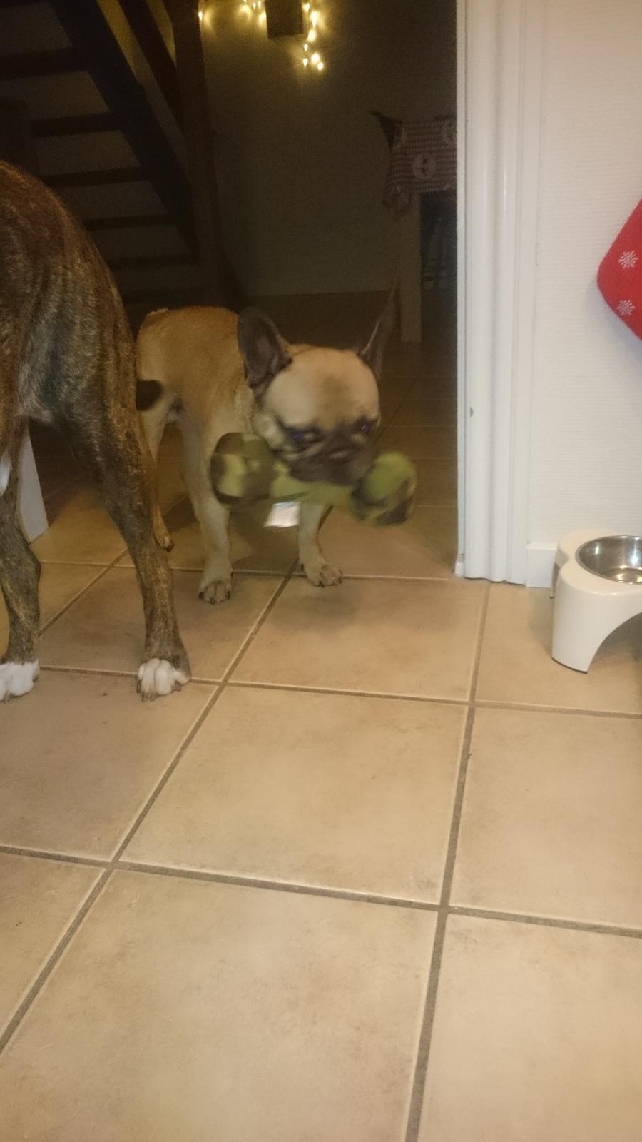 Fransk bulldog Arkim billede 9