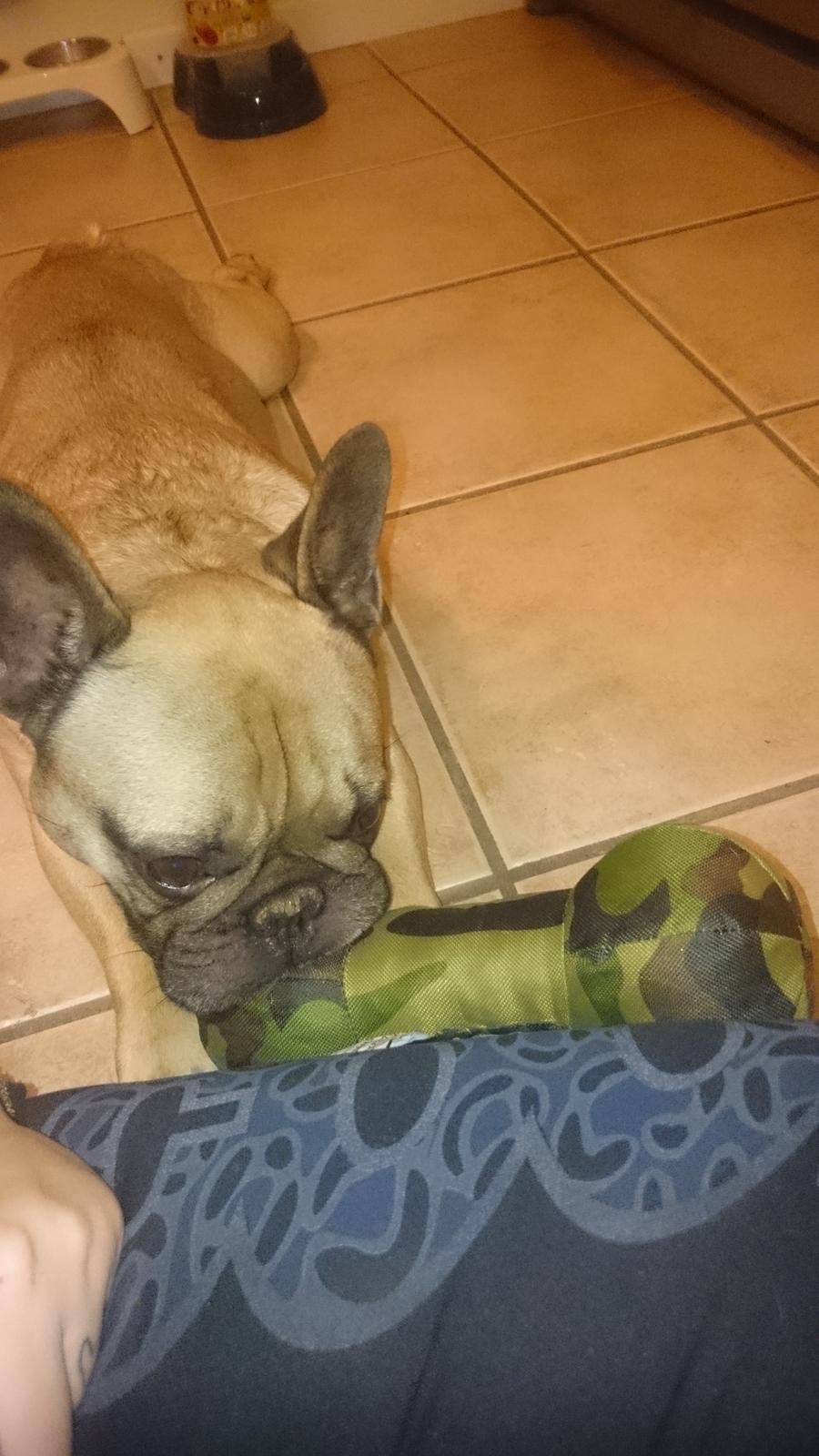 Fransk bulldog Arkim billede 7