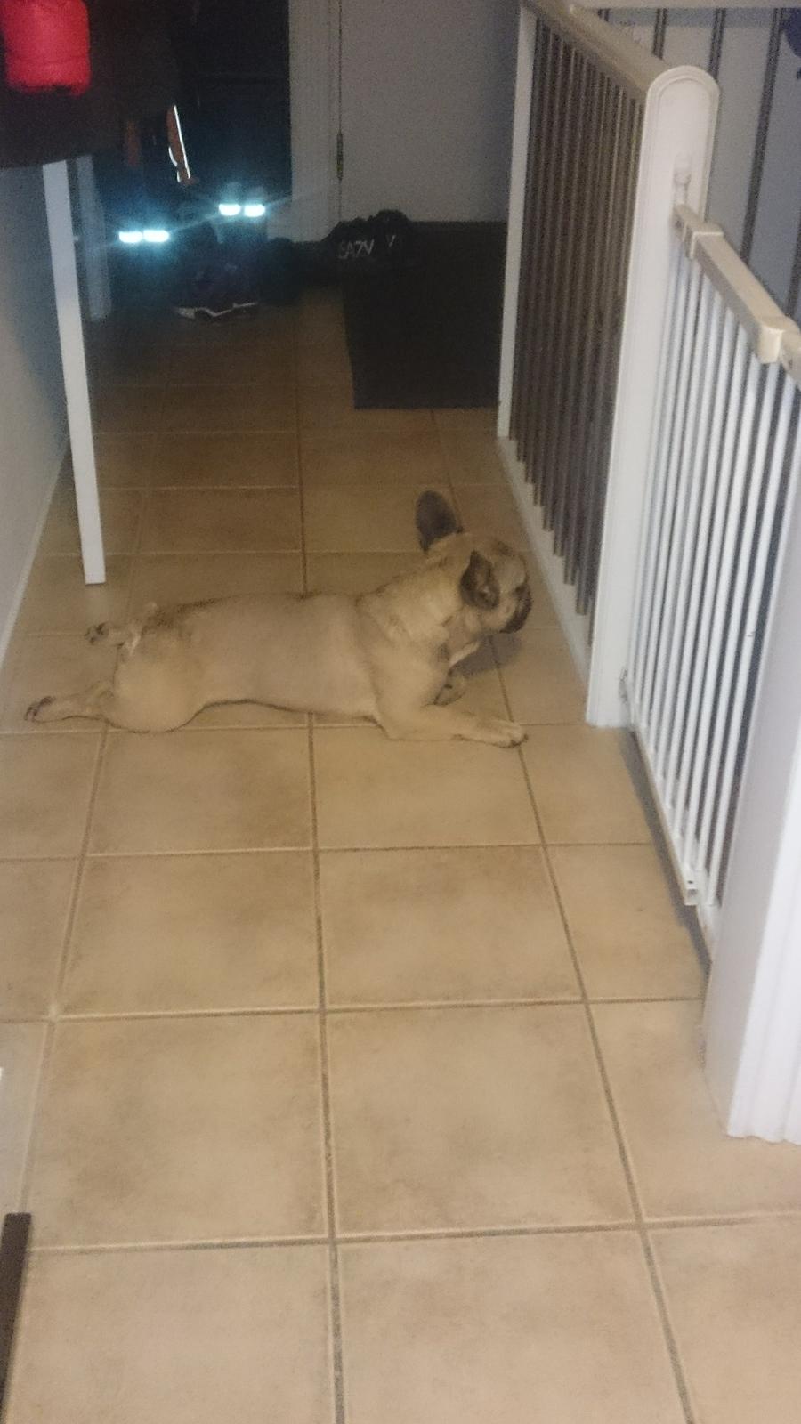 Fransk bulldog Arkim billede 10