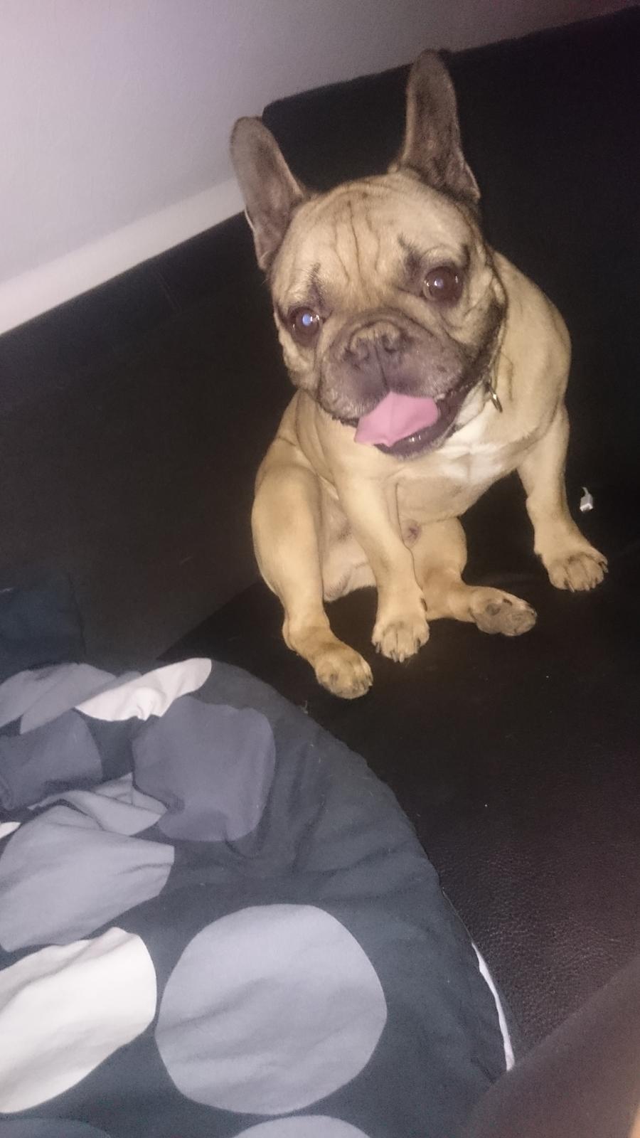 Fransk bulldog Arkim billede 11