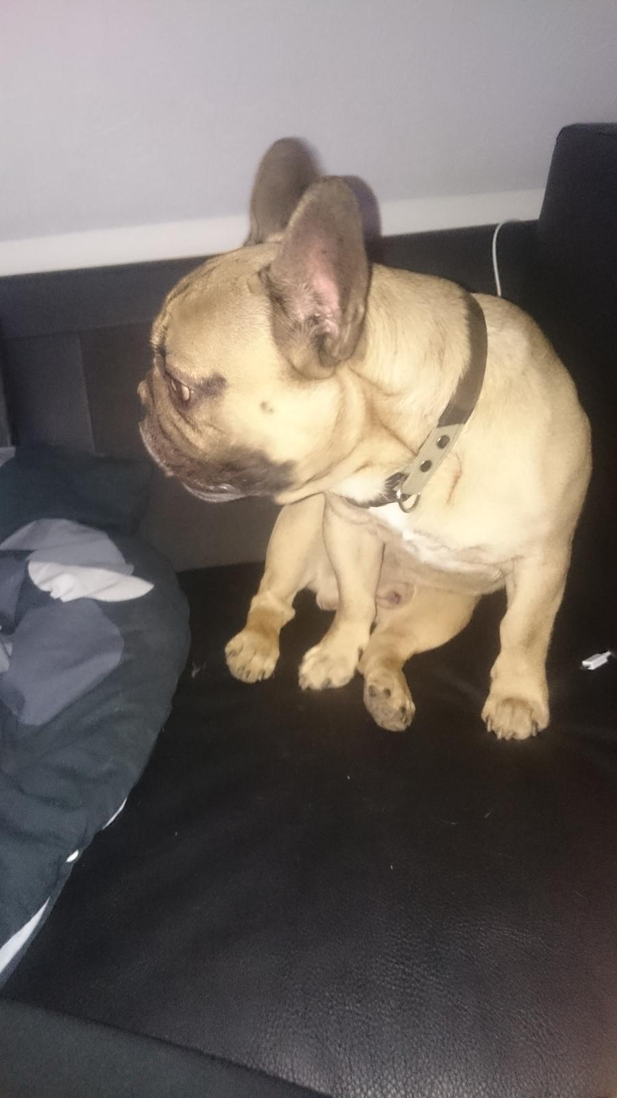 Fransk bulldog Arkim billede 12