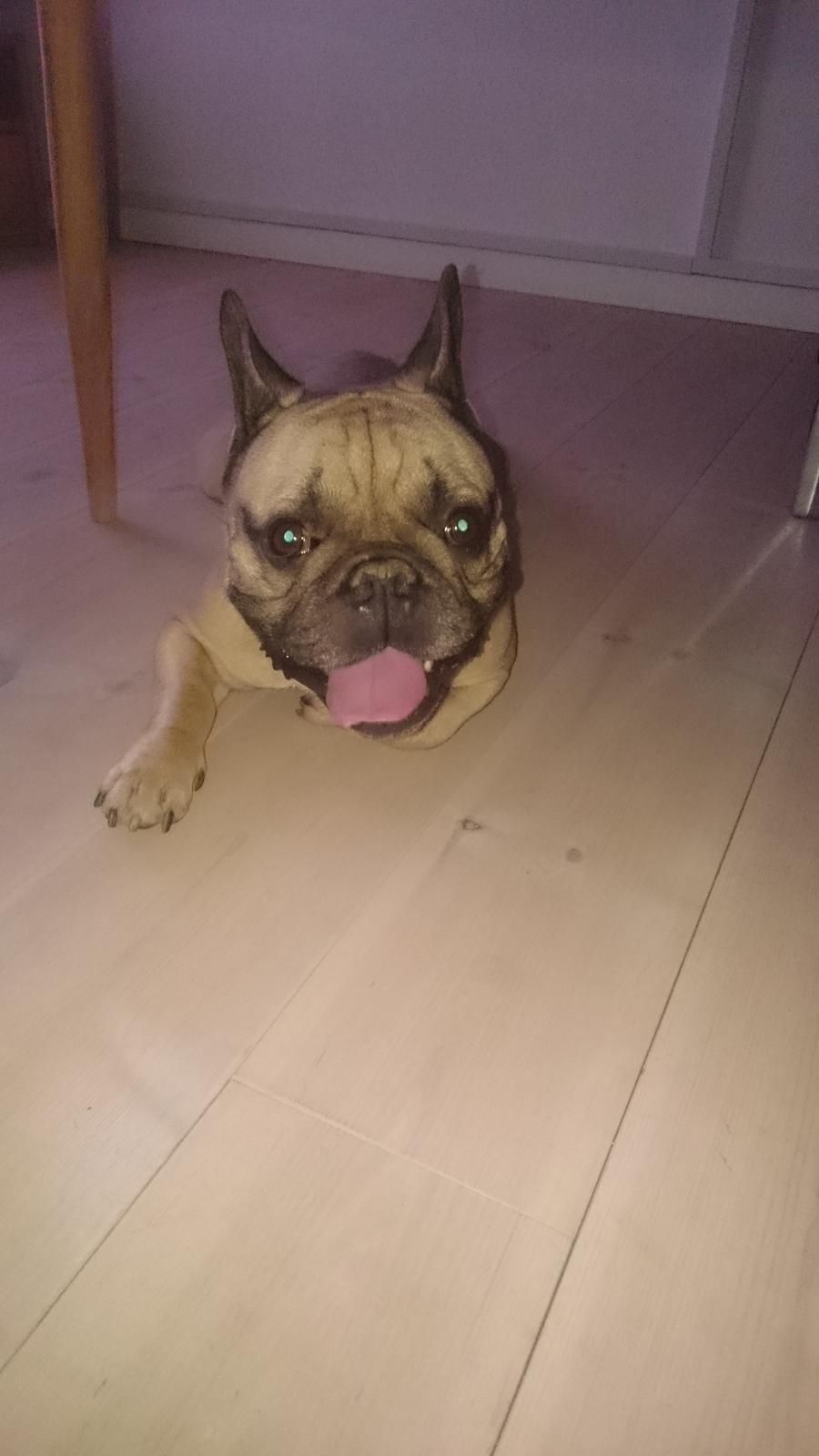 Fransk bulldog Arkim billede 13