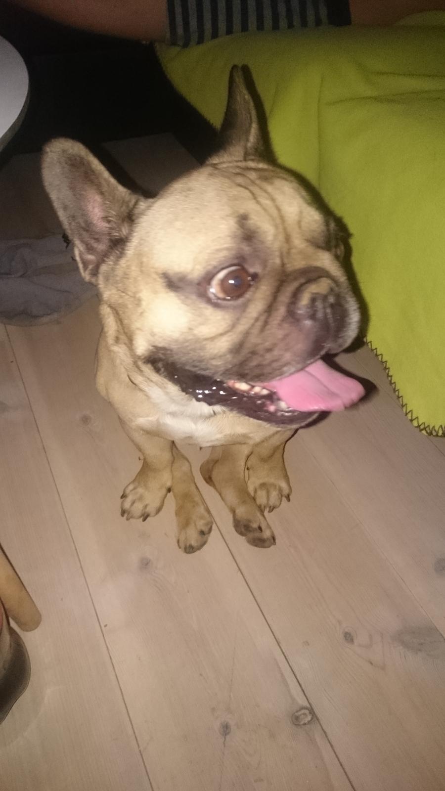 Fransk bulldog Arkim billede 14