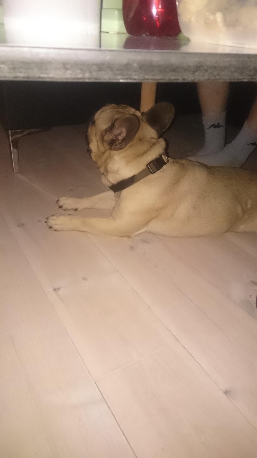 Fransk bulldog Arkim billede 15