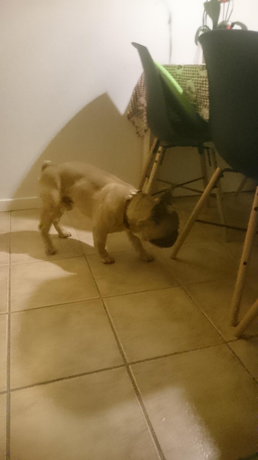 Fransk bulldog Arkim billede 16