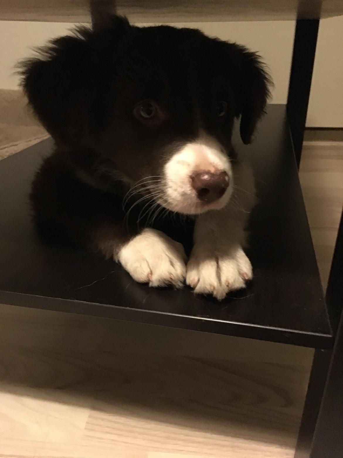 Border collie Spotting look- at Ellie billede 10