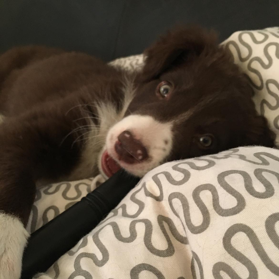 Border collie Spotting look- at Ellie billede 11