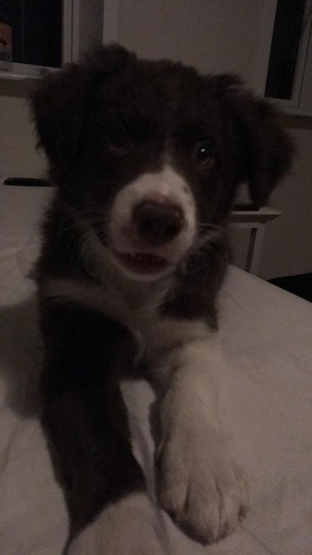 Border collie Spotting look- at Ellie billede 13