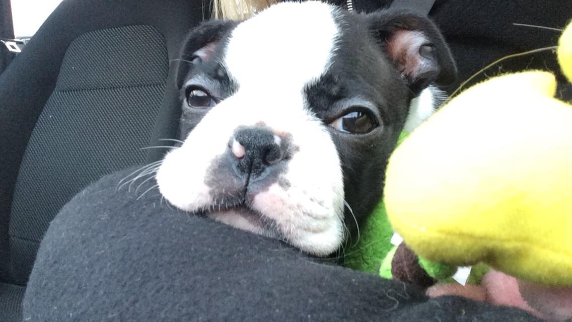 Boston terrier Wilma billede 1