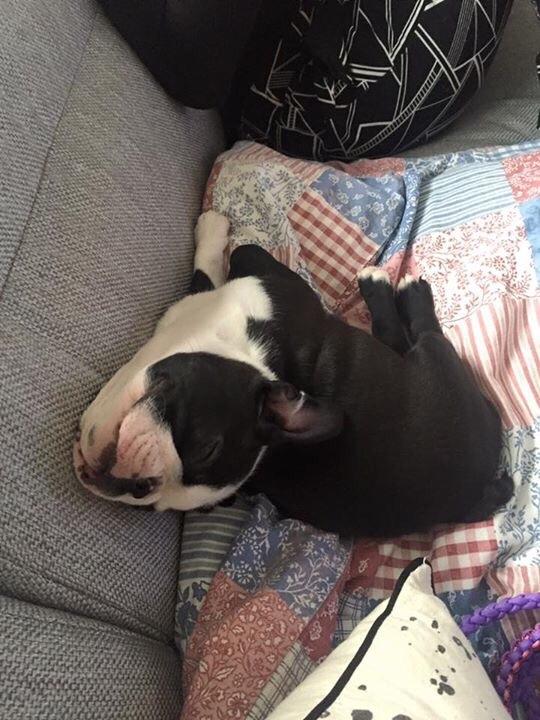 Boston terrier Wilma billede 2