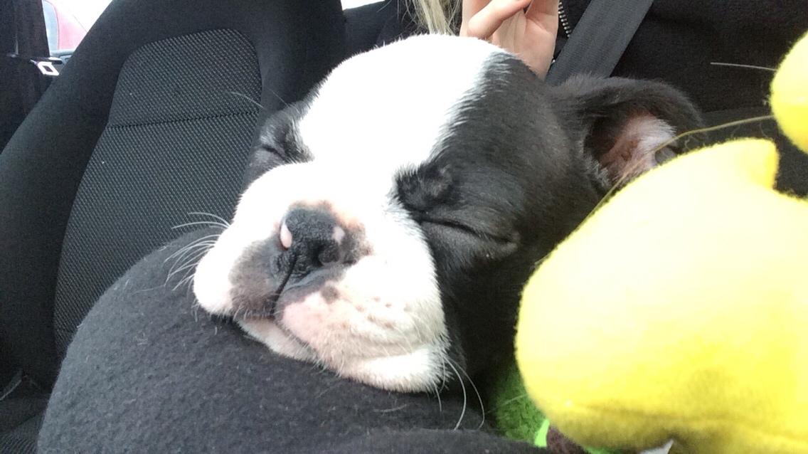 Boston terrier Wilma billede 3