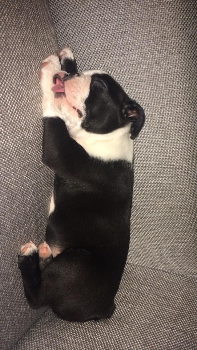 Boston terrier Wilma billede 4