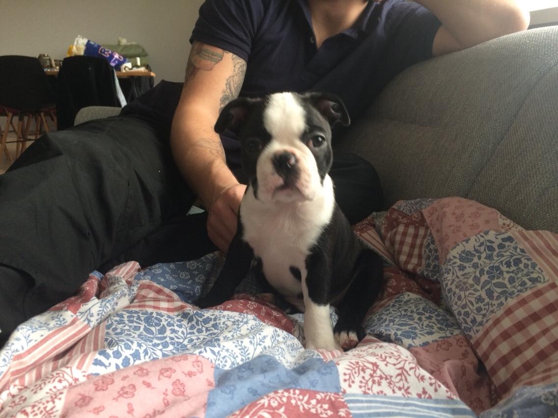 Boston terrier Wilma billede 6