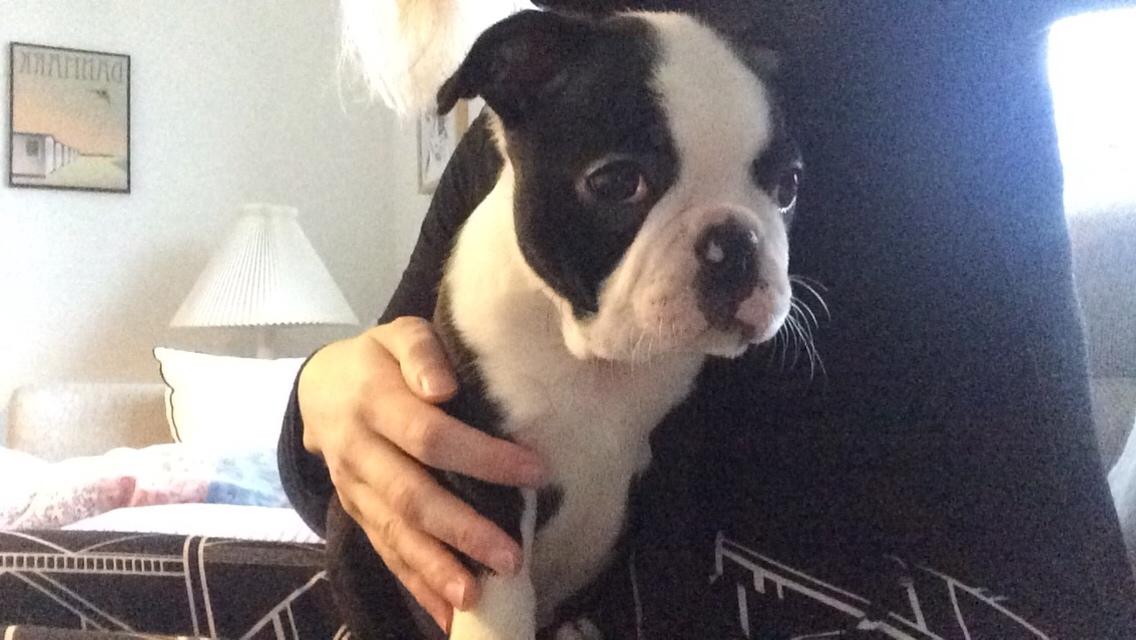 Boston terrier Wilma billede 5