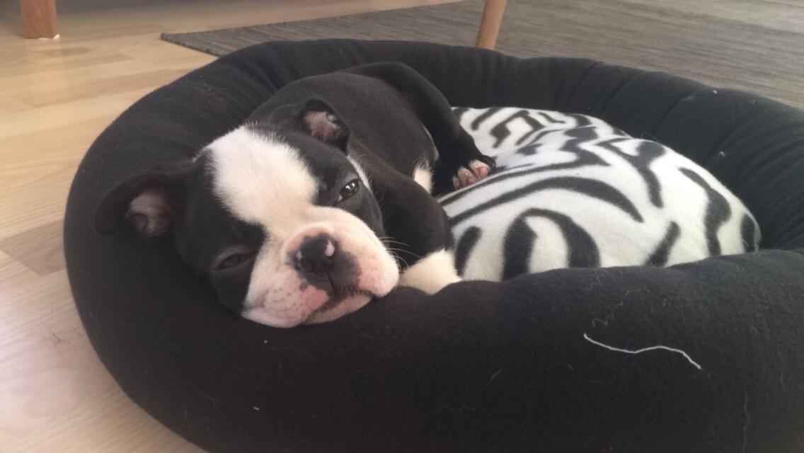 Boston terrier Wilma billede 7