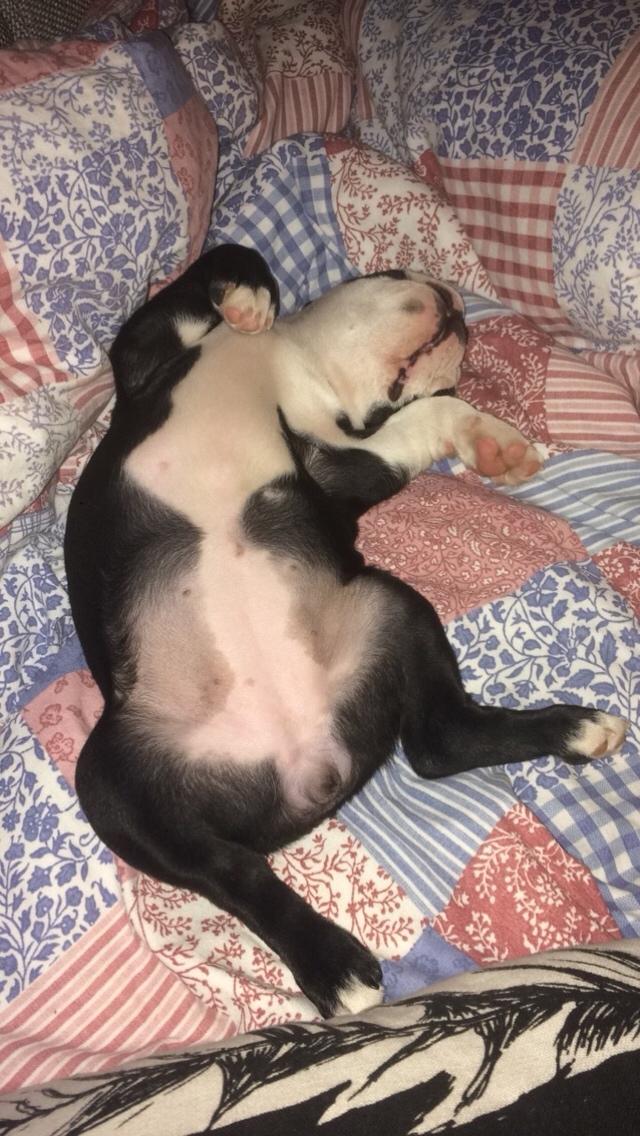 Boston terrier Wilma billede 8