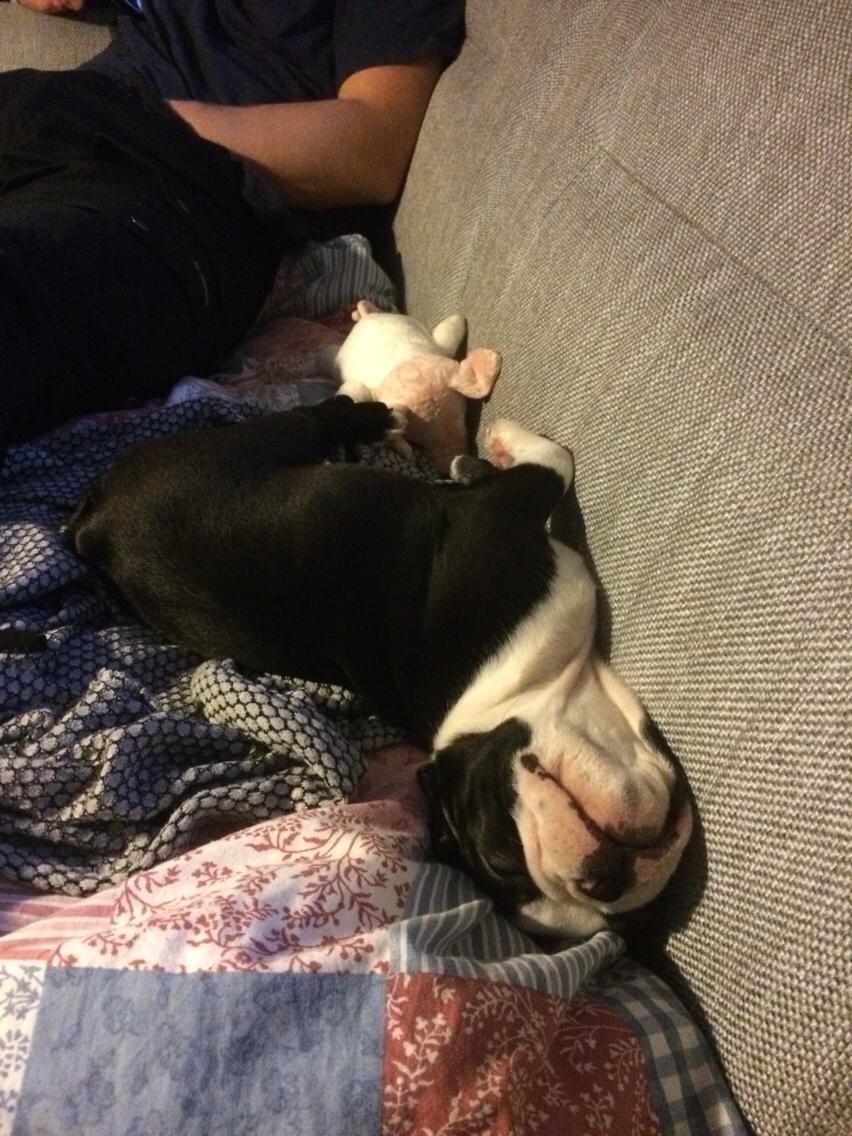 Boston terrier Wilma billede 9