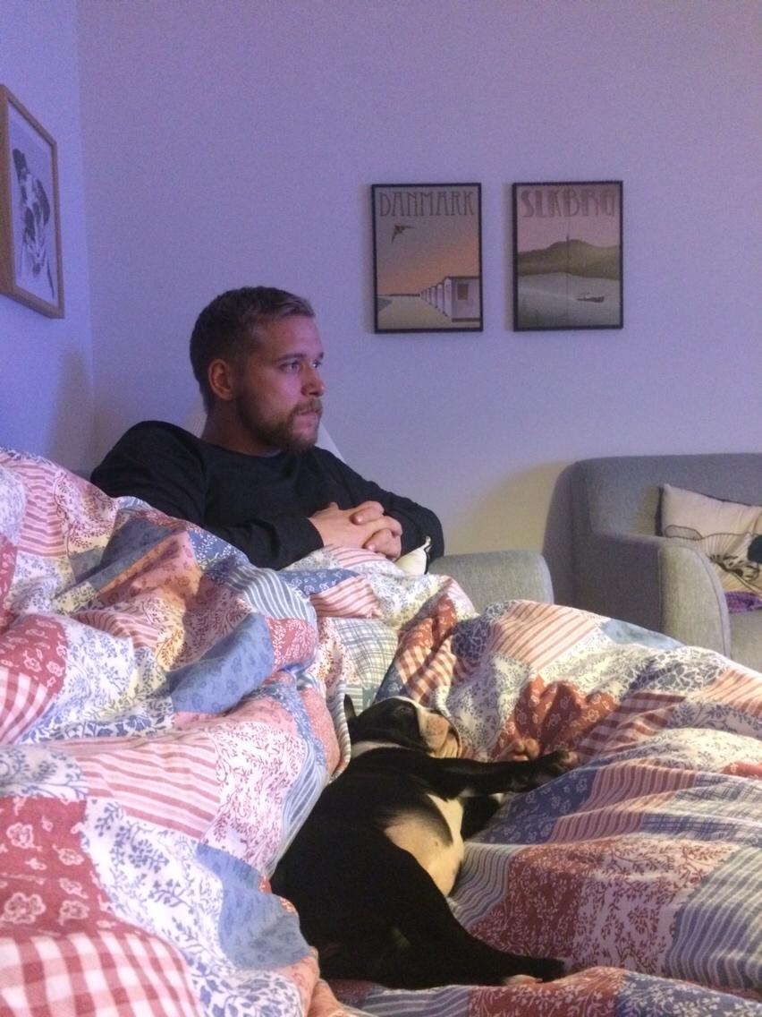 Boston terrier Wilma billede 10