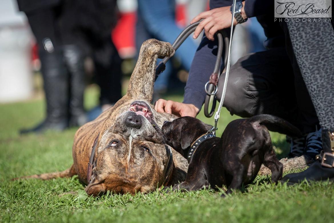 Bullmastiff Bumle billede 2